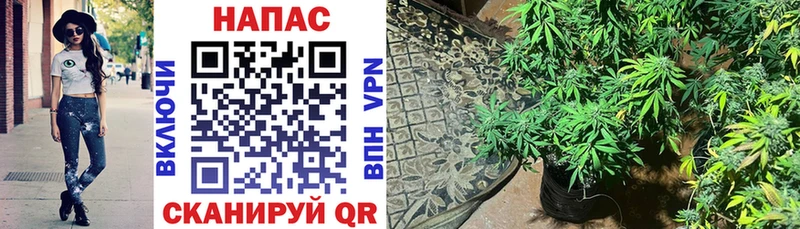 закладки hydra как войти shop телеграм Новомосковск МАРИХУАНА SATIVA & INDICA